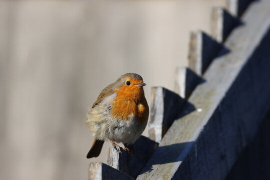 Robin Red Breast 