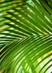 texture of palm leaves in juicy green color