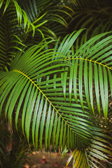 Obraz na płótnie Canvas beautiful palm leaf in asian jungle