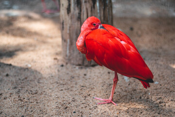 red flamingo resting on one leg 