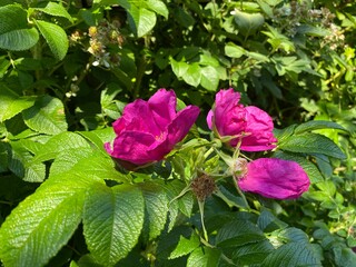 Deep crimson wild flowers, growing amongst green leaves, on a summers day near, Bradford, Yorkshire, UK