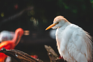 white bird blurred backgound