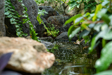 water river jungle rainforest
