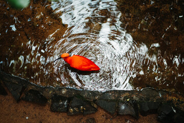 red flamingo top view on water 