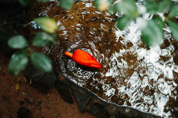red flamingo top view on water 