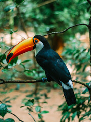 toucan on a branch forest tree