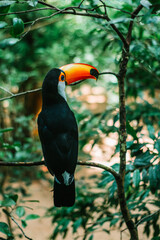 toucan on a branch forest tree