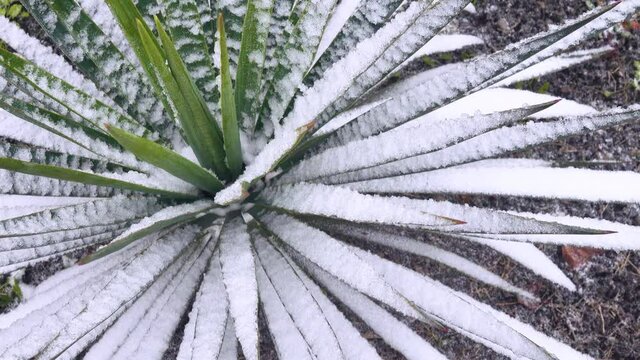 Sisal agave (Agave sisalana) at winter time. The leaves of the southern plant are covered with unexpected snow. Subtropics