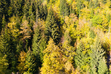Autumn forest view from drone