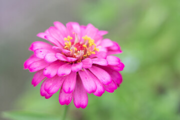 Obraz premium Pink Flower