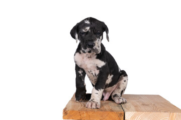 A puppy of the Great Dane or German Dog, largest dog breed in the world, Harlequin fur, white with black spots, sitting isolated in white