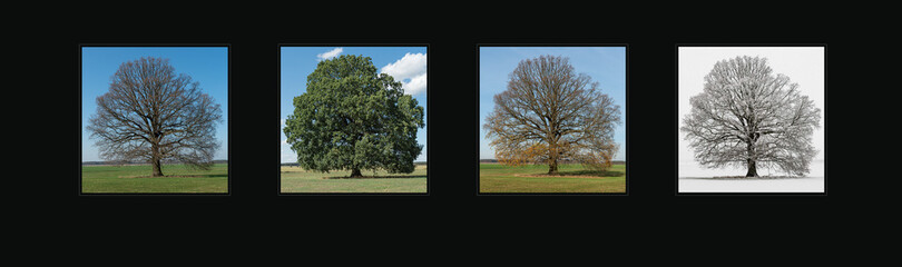 Baum, Eiche, Jahreszeit, Projekt
