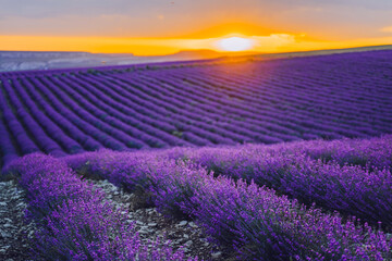 Sun is setting over a beautiful purple lavender filed in Crimea