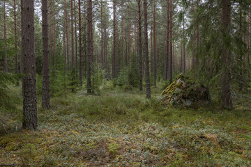 Pine tree forest landscape in the morning.