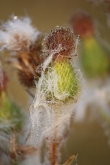 dewy fluffy bud with web