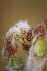 dewy bud of a thistle plant
