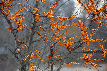 Branches with sea buckthorn berries in the autumn garden