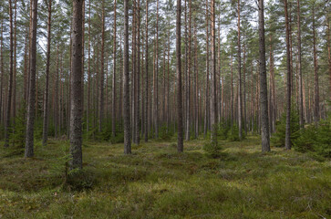 Fototapeta premium Pine tree forest landscape in the morning.