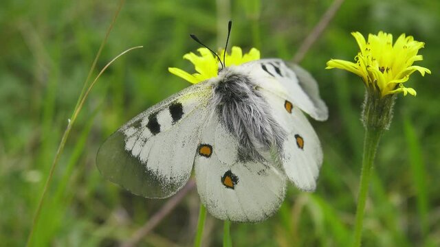 Clouded apollo (Parnassius mnemosyne). The butterfly (god of light) freezes in case of cloudy weather and cold weather, vicinity of the Mt. Elbrus). 2500 m A.S.L