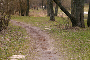 path in the spring forest