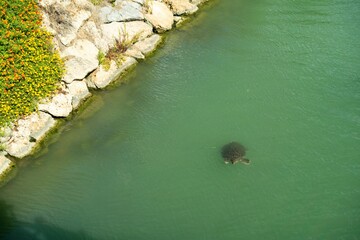 Turtles swimming in turquoise water. People feed the turtles in the water. Group of turtles in Side, Antalya, Turkey aerial drone photo