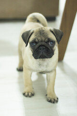 Pug