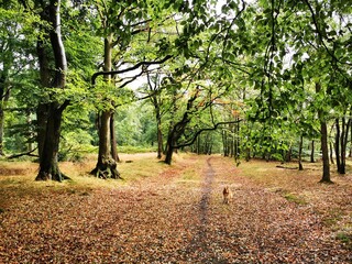 Forest in the fall