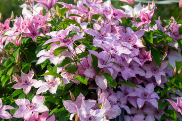 Clematis bush blooming in the country garden