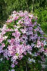 Obraz premium Clematis bush blooming in the country garden
