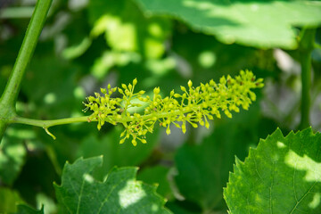 Soft selective focus Grapevine in spring during flowering and brush opening.