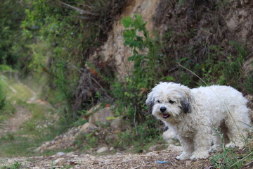 white dog, dog, pet, dog in the forest,  perro blanco, mascota, cachorro 