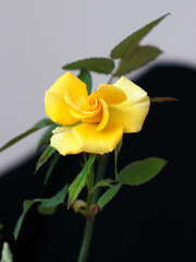 yellow rose on black background