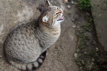 portrait of a cat