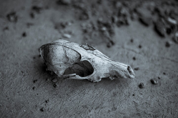 Old dog's skull whited with rains lie on cement. Terrible still life scene