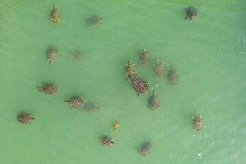Turtles swimming in turquoise water. People feed the turtles in the water. Group of turtles in Side, Antalya, Turkey aerial drone photo