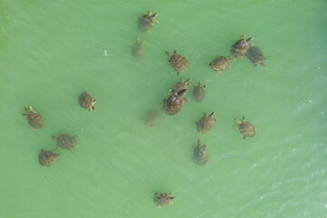 Turtles swimming in turquoise water. People feed the turtles in the water. Group of turtles in Side, Antalya, Turkey aerial drone photo