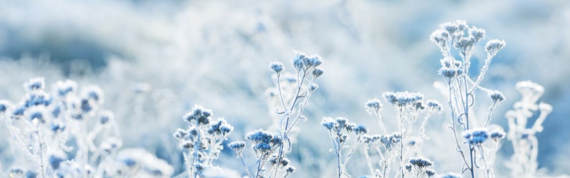 Forest floor of dry plants in a hoarfrost, close-up. Morning fog. Sunny winter day. Seasons, climate change, ecology, botany. Natural blue and white background. Macrophotography, copy space, panorama