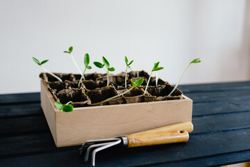 Seedlings of cucumber seeds. The shoots of cucumbers.