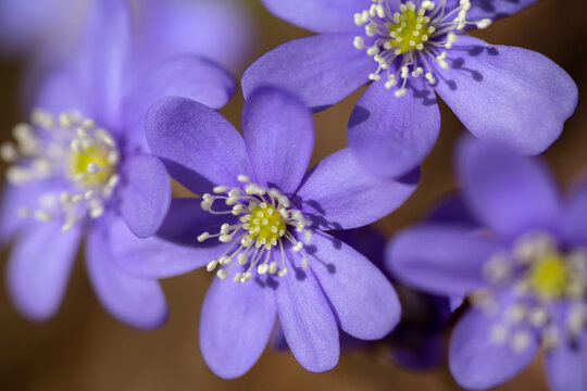 Closeup of blooms of common hepatica (Hepatica nobilis, Anemone hepatica)