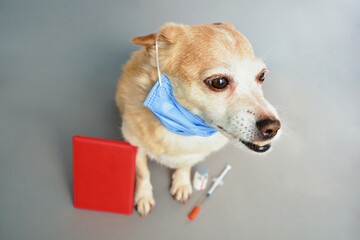  dog wearing a medical face mask, next to a passport, a syringe and a dose of vaccine - medical passport of a pet

