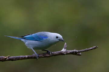 Blue-grey Tanager, (Thraupis episcopus), Tangaras Reserve, western Andes, Colombia.