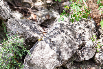 Lizard  on rock