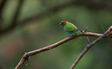 Bay-headed Tanager, (Tangara gyrola), Tangaras Reserve, western Andes, Colombia.