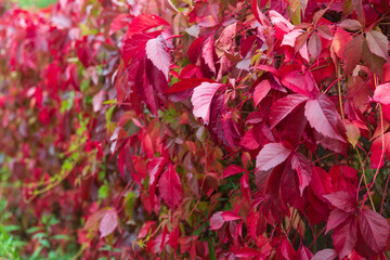 A wall of autumn red leaves of wild grapes