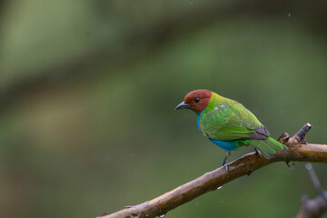 Bay-headed Tanager, (Tangara gyrola), Tangaras Reserve, western Andes, Colombia.