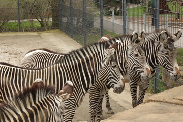 Tiere im Tierpark das Konzept der Erholung der ganzen Familie Mama Papa mit Kindern und Großeltern im Zoo wo man wunderbare Tiere wie Pferde Zebras gestreift treffen kann im Schwarzwald Zoo