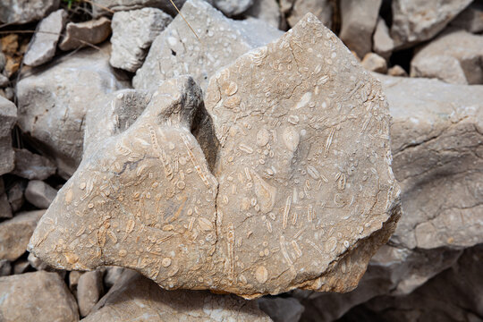 A limestone rock with seashell fossils.