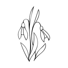 Two snowdrops. Vector illustration Doodle style. Black and white graphics. Cute spring flowers