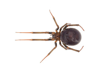 False widow spider isolated on white background, Steatoda grossa female