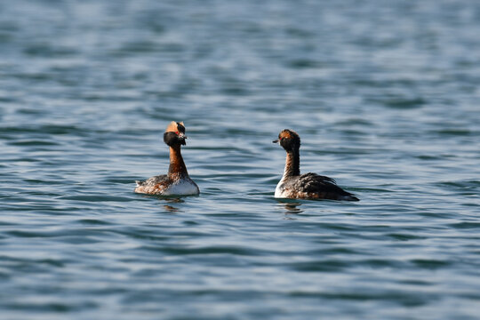 Two Horned Grebes ducks on lake